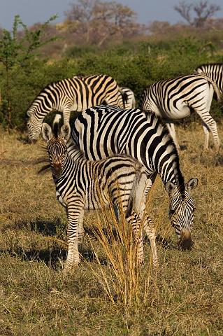 258 Linyanti, zebra's.jpg